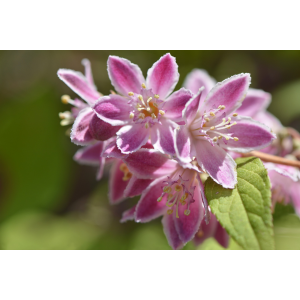 Trojpuk hybridný (Deutzia Hybrida) ´PERLE ROSE´ - výška 80-120 cm, kont. C5L